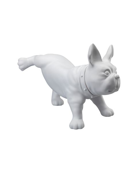 Fransk bulldog, Luis - Hvid