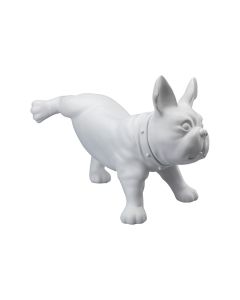 Fransk bulldog, Luis - Hvid